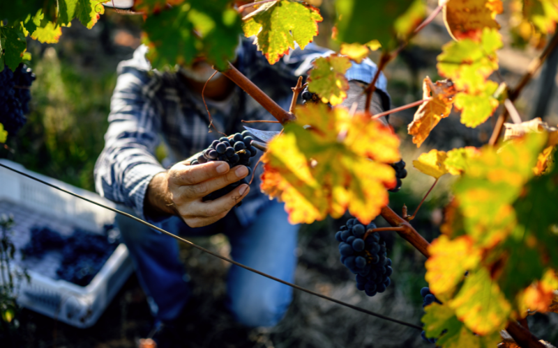 Pre-Harvest Safety: Train-the-Trainer